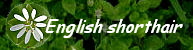 English shorthair