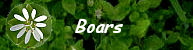 Boars