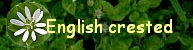 English crested