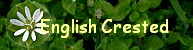 English Crested