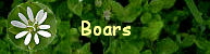 Boars